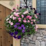 Hanging Basket 'Sophistication'   30cm
