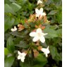 Abelia x grandiflora   3L