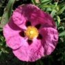 Cistus x purpureus   3L