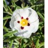 Cistus x purpureus 'Alan Fradd'   3L