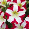 BEDD_Petunia Amore King of Hearts 01