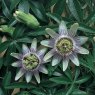 Passiflora caerulea   3L