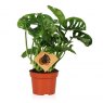 Monstera obliqua 'Monkey Leaf’   12cm