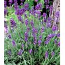 HERB Lavender - 'Dwarf Blue'  9cm HERB Lavender - 'Dwarf Blue'  9cm