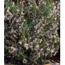 HERB Rosemary - Pink  9cm