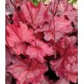 Heuchera 'Fire Chief'   2L