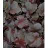 Heuchera 'Obsidian'   2L