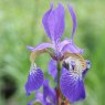 MARGINAL - Iris sibirica   1L