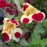 MARGINAL - Mimulus luteus 'Queens Prize'   1L