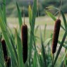 MARGINAL - Typha angustifolia   1L