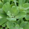 FLOATING PLANT - Pistia stratoides