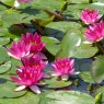 LILYNymphaea Xiafei2