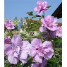 Hibiscus syriacus 'Ardens' (D)   3L