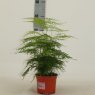 Asparagus setaceus Plumosus   12cm