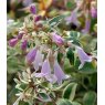 Abelia x grandiflora 'Hopleys'   3L