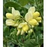 Coronilla valentina subsp. glauca 'Citrina'   3L