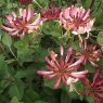 Lonicera periclymenum 'Rhubarb & Custard'   3Ldp
