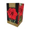 TAYLORS Amaryllis Cherry Nymph Premium Gift Pack