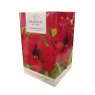 TAYLORS Amaryllis 'Red Velvet' Pot & Bulb Fibre
