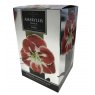 TAYLORS Amaryllis 'Samba' Premium Gift Pack