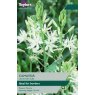 TAYLORS Camassia Leichtlinii Alba