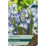 TAYLORS Chionodoxa Forbesii