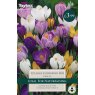 TP655 Large Mixed Crocus