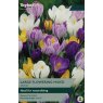 TP655 Large Mixed Crocus