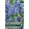 TAYLORS Bluebells (Hyacinthoides Non-Scripta)
