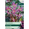 TAYLORS Erythronium Dens-Canis TAYLORS Erythronium Dens-Canis