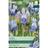 TAYLORS Iris Dwarf Alida