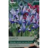 TAYLORS Iris Dwarf Clairette