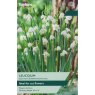 TAYLORS Leucojum Aestivum