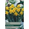 TAYLORS Narcissus January
