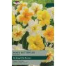 TAYLORS Narcissus Mixed Butterflies