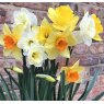 D5NA10 Mixed Daffs