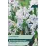 TAYLORS Puschkinia Scilloides Libanotica