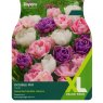 TAYLORS Tulip Double Mix