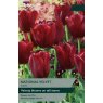TAYLORS Tulip National Velvet