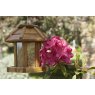 BF074 Chartwell Seed Feeder Lifestyle _LR