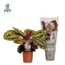 Calathea Medallion 'Air So Pure'   14cm