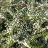 SUMMER HEATHER Calluna vulgaris 'Kinlochruel'  9cm
