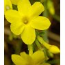 Jasminum nudiflorum   3L