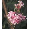 Viburnum x bodnantense 'Charles Lamont'   3L