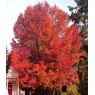 Liquidamber styraciflua   10L