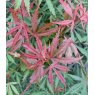 Acer palmatum 'Jerre Schwartz'   15L