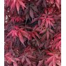 Acer palmatum 'Skeeter's Broom'   15L Acer palmatum 'Skeeter's Broom'   15L