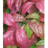 Nandina domestica 'Fire Power'   2L