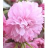 Prunus 'Kiku-Shidare-Zakura'   60cm STD   3L