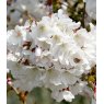 Prunus nipponica var. kurilensis 'Brilliant'   60cm STD   3L